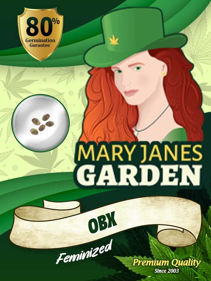 OBX (Outer Banks) Strain Feminized Marijuana Seeds