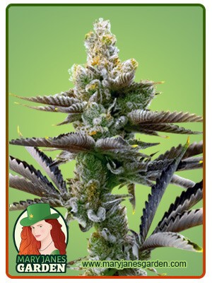 Cream Candy Strain Autoflowering Feminized Marijuana Seeds