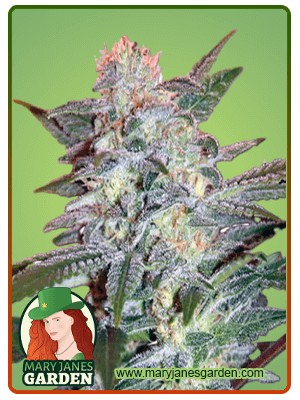 Yumbolt Strain Feminized Marijuana Seeds