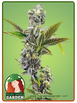 Triple XL Strain Autoflowering Feminized Marijuana Seeds