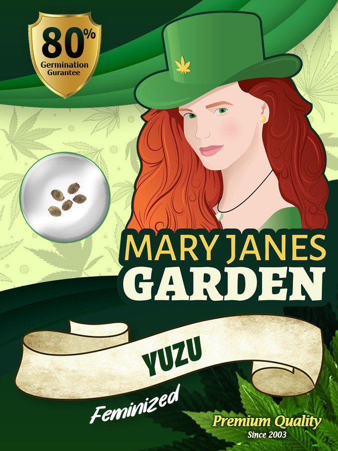 Yuzu Strain Feminized Marijuana Seeds