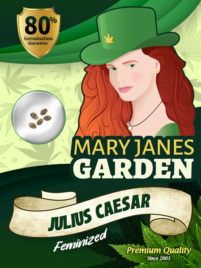 Julius Caesar Strain Feminized Marijuana Seeds