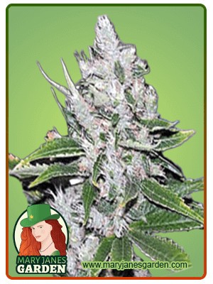 White Amnesia Strain Feminized Marijuana Seeds
