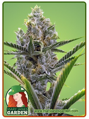 Critical + 2.0 Strain Autoflowering Feminized Marijuana Seeds
