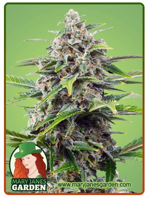 Power Plant Strain Feminized Marijuana Seeds