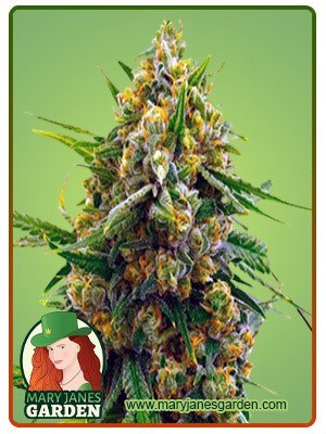 Amnesia Blue Head Band Strain Feminized Marijuana Seeds