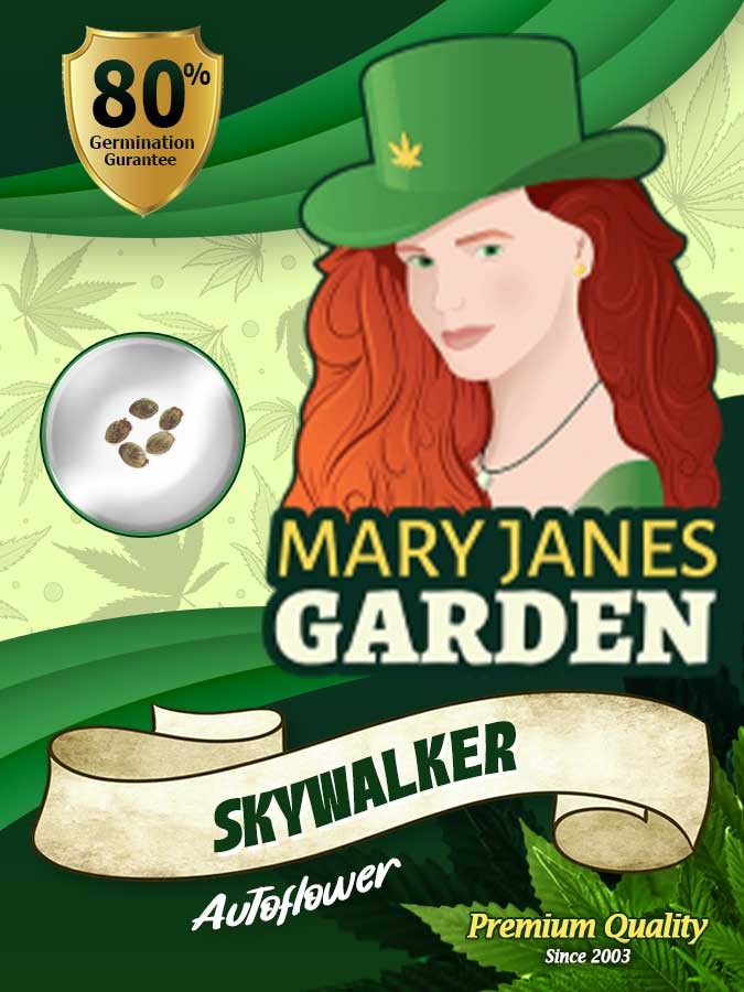 Skywalker Strain Autoflowering Feminized Marijuana Seeds
