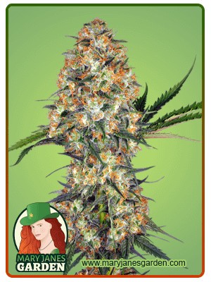 Hindu Kush Feminized Marijuana Seeds