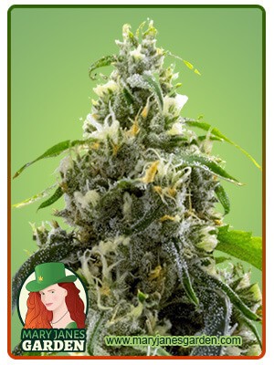 Candyland Peyote Strain Feminized Marijuana Seeds