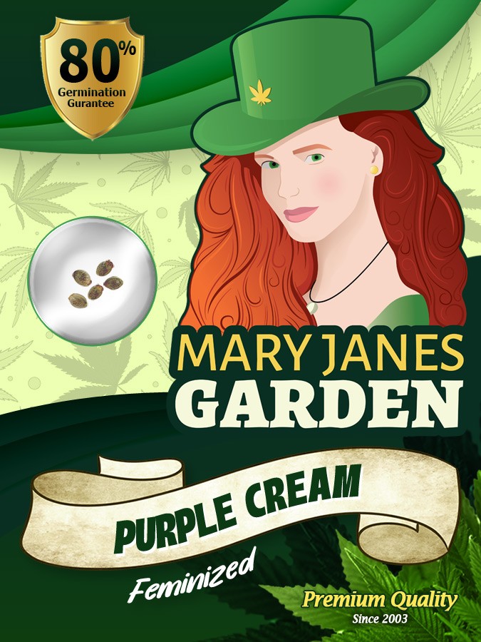 Purple Cream Strain Feminized Marijuana Seeds