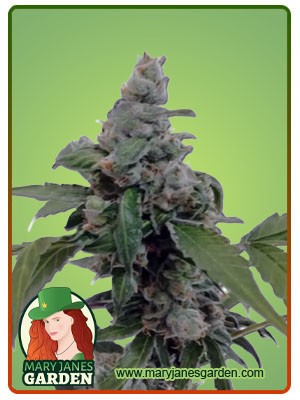 Aurora Strain Autoflowering Feminized Marijuana Seeds