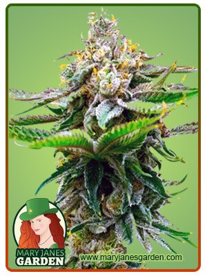 Chronic Widow Strain Feminized Marijuana Seeds