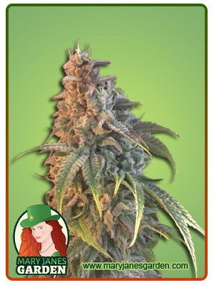 Nuken Feminized Marijuana Seeds