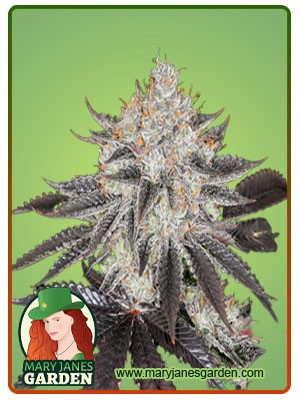 Sex on the Beach Strain Feminized Marijuana Seeds