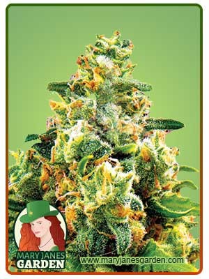 L.A. Confidential Strain Feminized Marijuana Seeds