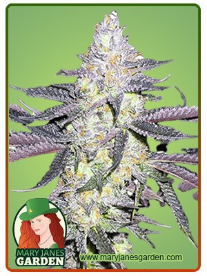 Dolato Strain Feminized Marijuana Seeds
