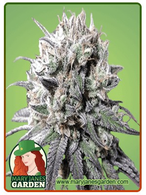 Zombie D.F. Strain Feminized Marijuana Seeds