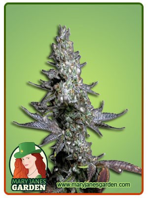 Crushed Grapes Strain Feminized Marijuana Seeds
