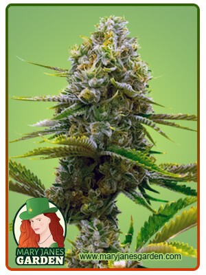 Bubblegum Strain Autoflowering Feminized Marijuana Seeds