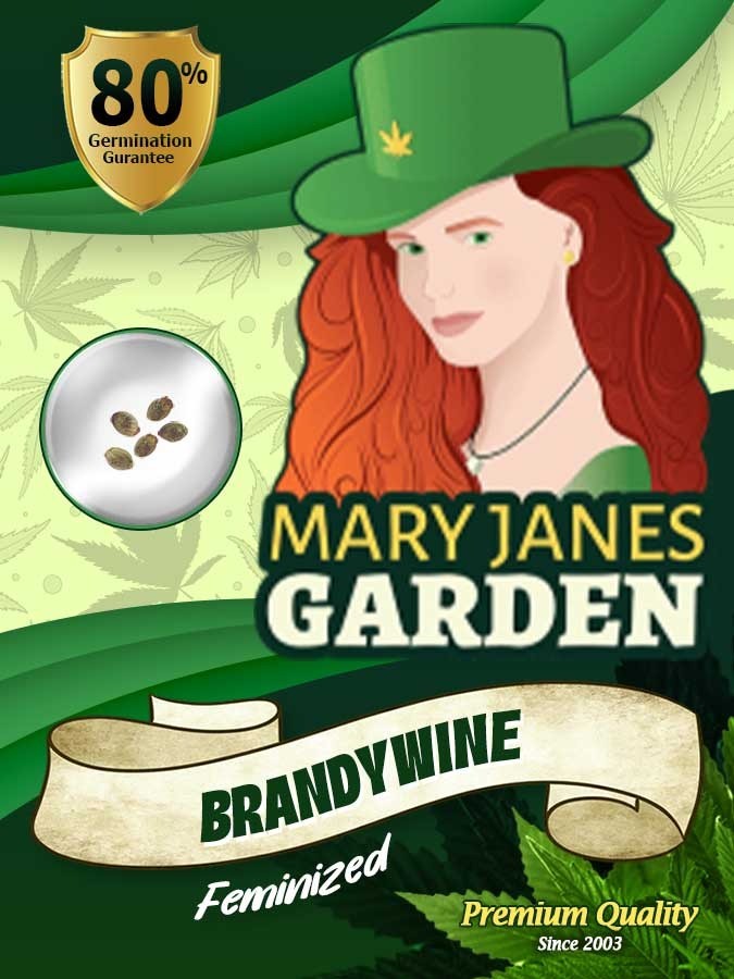 Brandywine (Dayer) Strain Feminized Marijuana Seeds