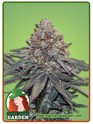 Ultra Bomb Cookie Strain Feminized Marijuana Seeds