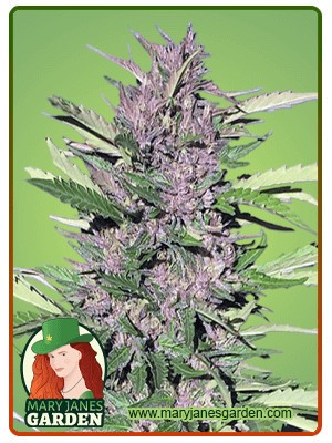 Pure Indica Strain Feminized Marijuana Seeds