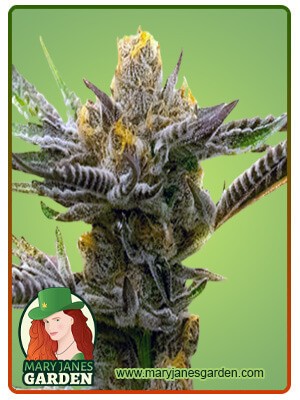 Black Demon OG Strain Feminized Marijuana Seeds