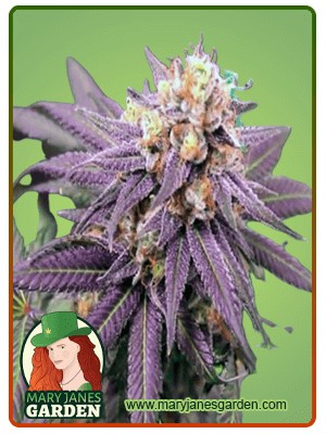 Purple Punch Strain Feminized Marijuana Seeds