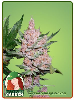 Glitter Glue Strain Feminized Marijuana Seeds