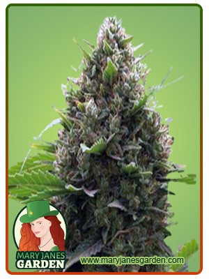 Amnesia Kush Autoflowering Feminized Marijuana Seeds