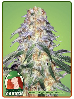Monkey OG Strain Feminized Marijuana Seeds