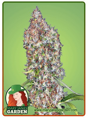 Rosenthal Strain Feminized Marijuana Seeds