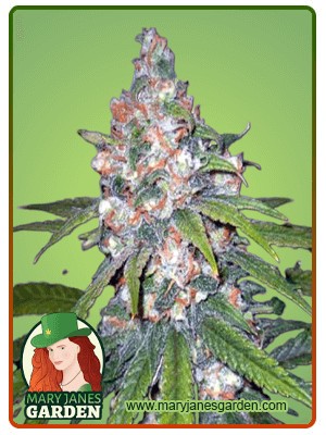 Lemon Haze Diesel Feminized Marijuana Seeds