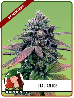 Italian Ice Strain Feminized Marijuana Seeds