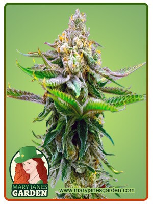 Devil XXL Strain Autoflowering Feminized Marijuana Seeds