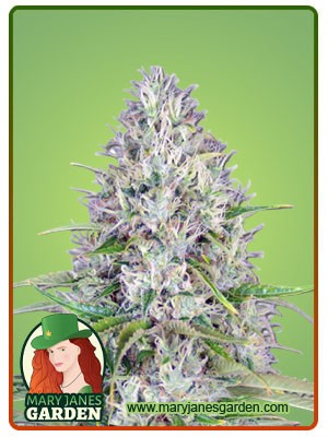 Haze Autoflowering Feminized Marijuana Seeds