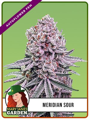 Meridian Sour Strain Autoflowering Feminized Marijuana Seeds