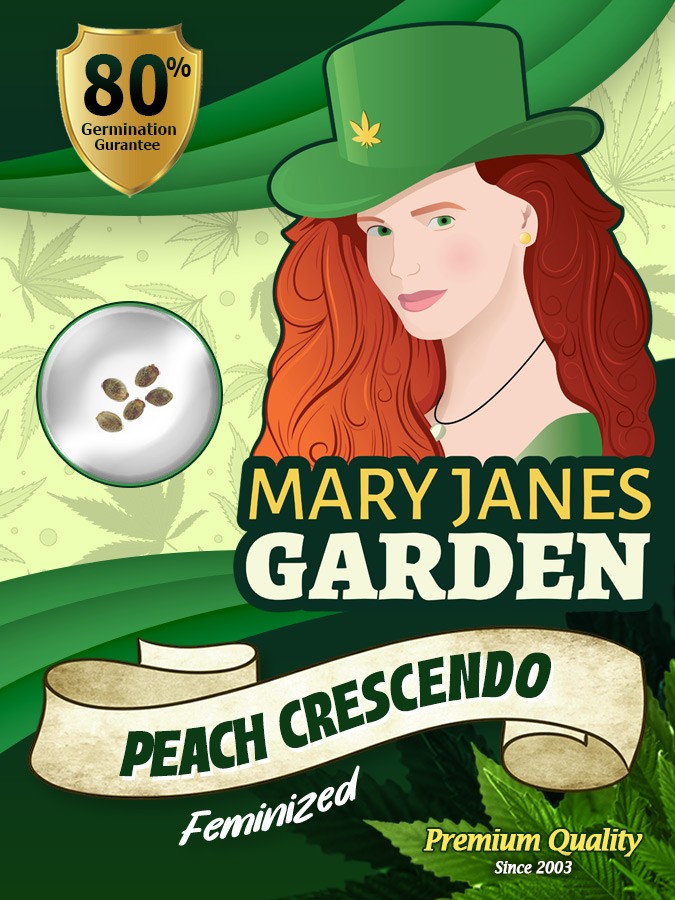 Peach Crescendo Strain Feminized Marijuana Seeds