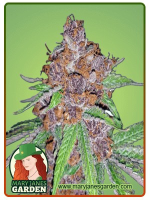 Purple Urkle Strain Feminized Marijuana Seeds