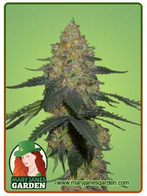 Kryptonite Strain Autoflowering Feminized Marijuana Seeds