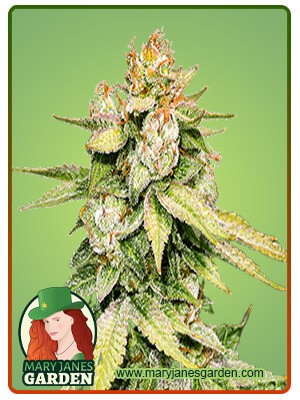 Gorilla Glue #4 Strain Feminized Marijuana Seeds
