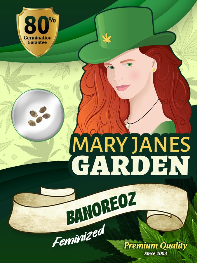 Banoreoz Strain Feminized Marijuana Seeds