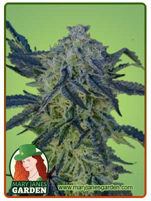 Double-Scoop Strain Feminized Marijuana Seeds