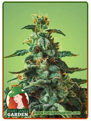 Thin Mint Autoflowering Marijuana Seeds