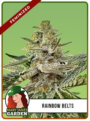 Rainbow Belts Strain Feminized Marijuana Seeds