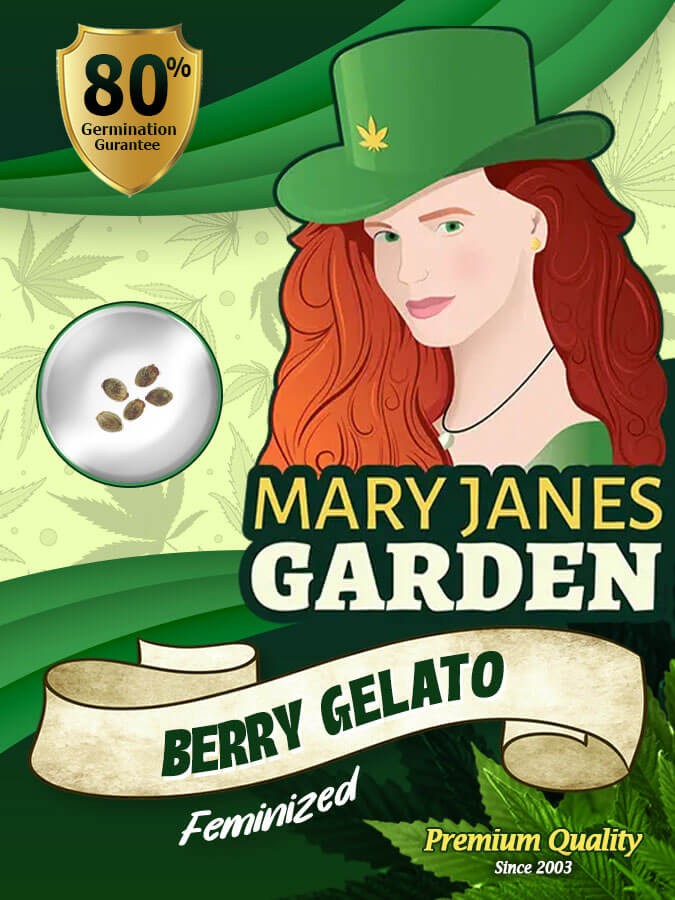 Berry Gelato Strain Feminized Marijuana Seeds