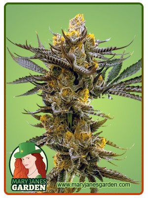 Gold Leaf Strain Feminized Marijuana Seeds