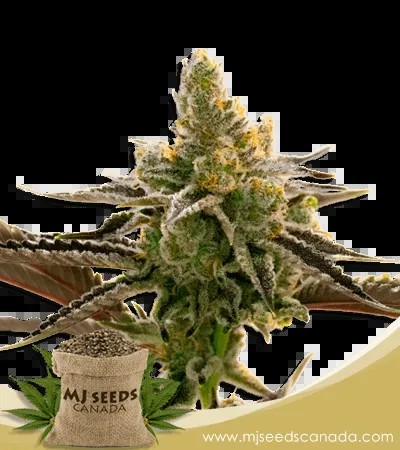 24k Gold Strain Feminized Marijuana Seeds