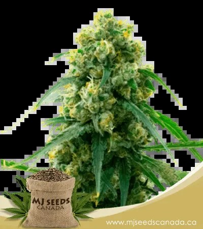 3 Kings Strain Feminized Marijuana Seeds