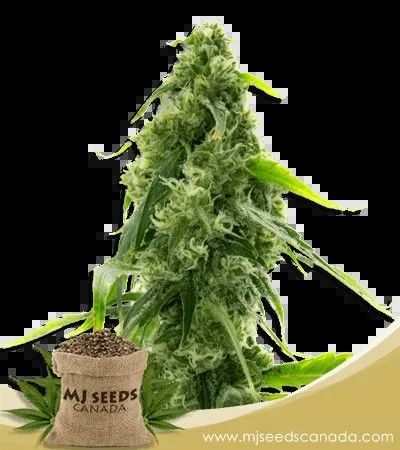 AK 47 Strain Autoflowering Marijuana Seeds